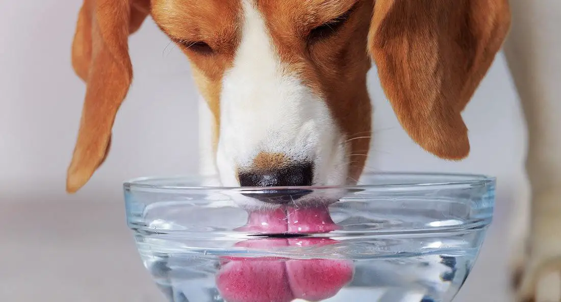 Is Alkaline Water Beneficial To Dogs? Waterev