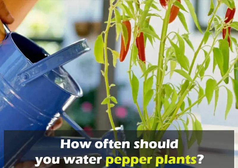 How Often Should You Water Pepper Plants? 1