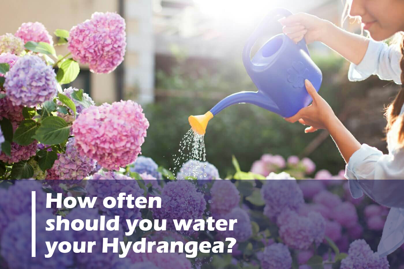 How Often Should You Water Your Hydrangea? Right Way To Water