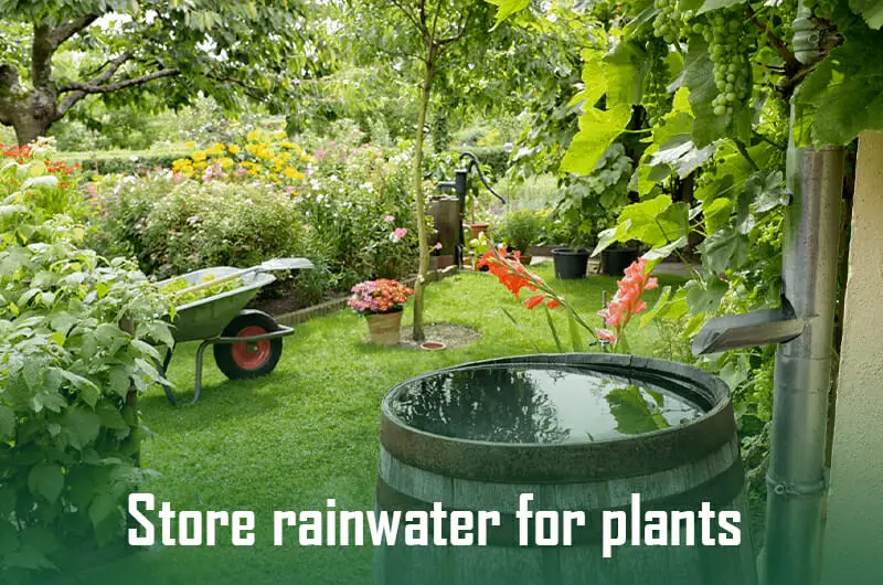 make-gravy-from-scratch-storing-rainwater-for-plants