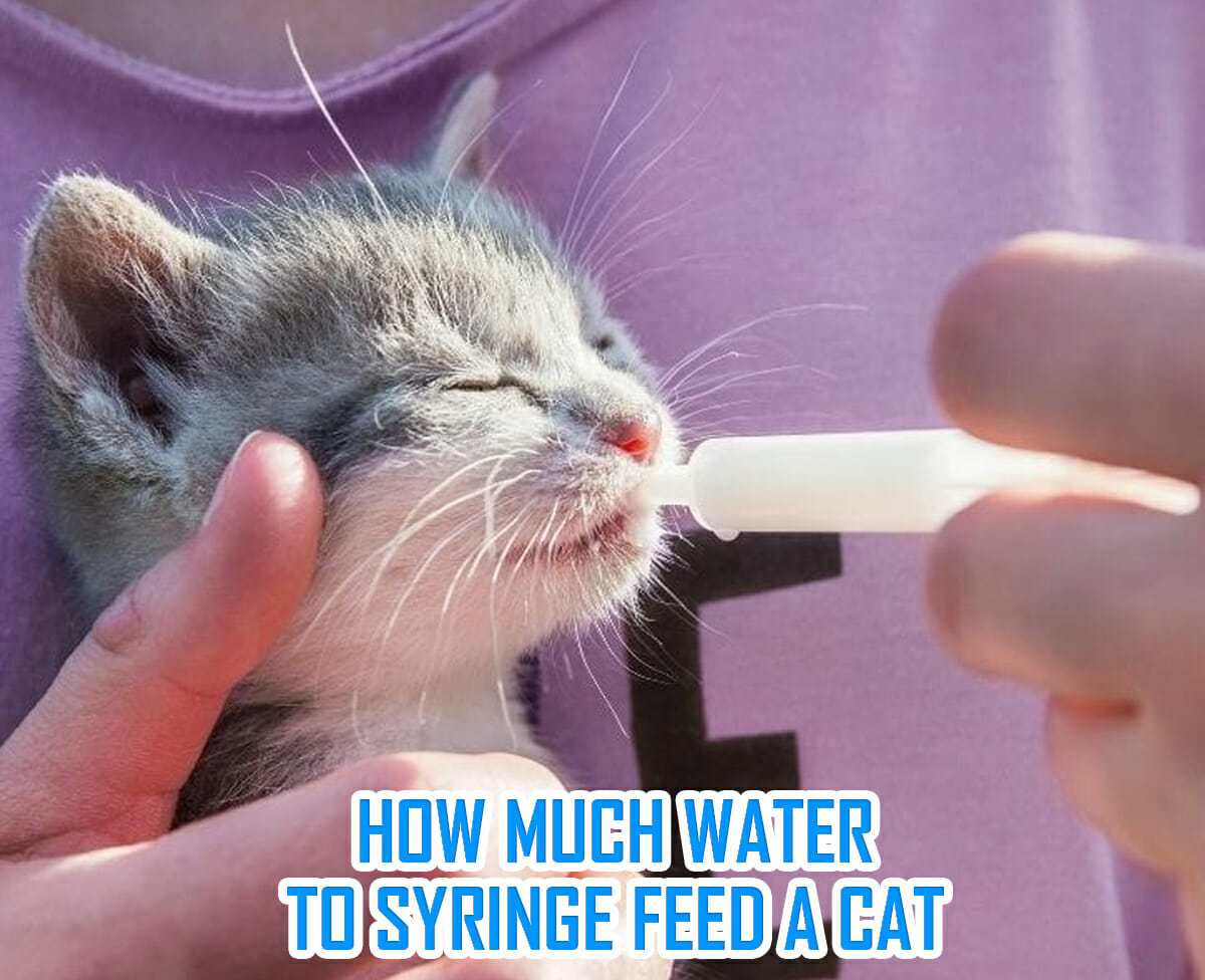 How Much Water To Syringe Feed A Cat?With Right Ways