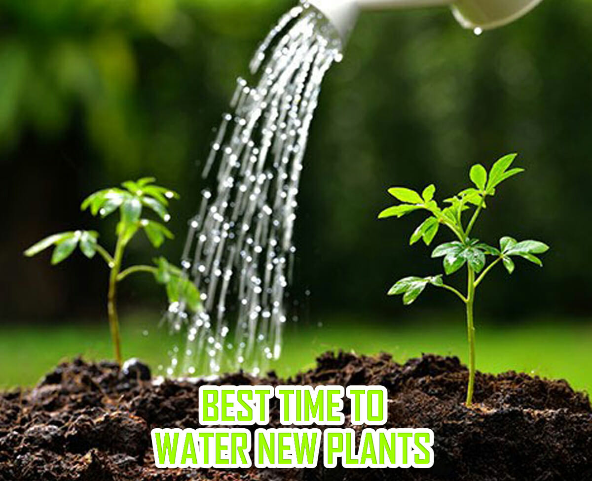 Best Time To Water New Plants Tips And Tricks For Success