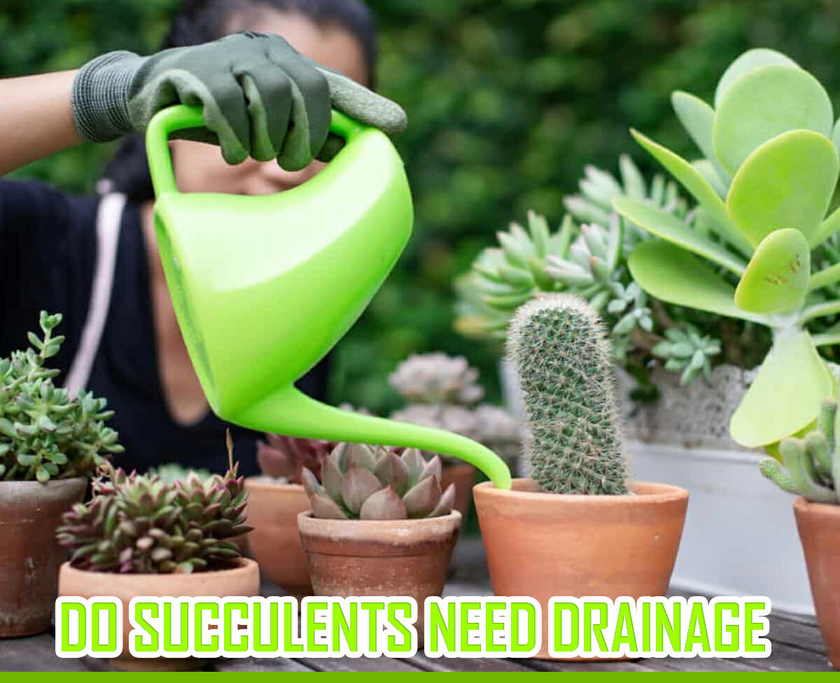 Do Succulents Need Drainage? A Beginner's Guide