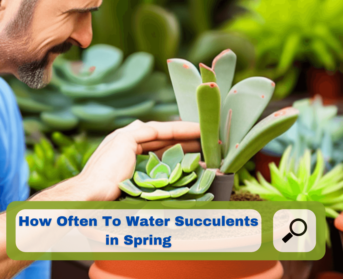 How often should you water succulents in spring 
