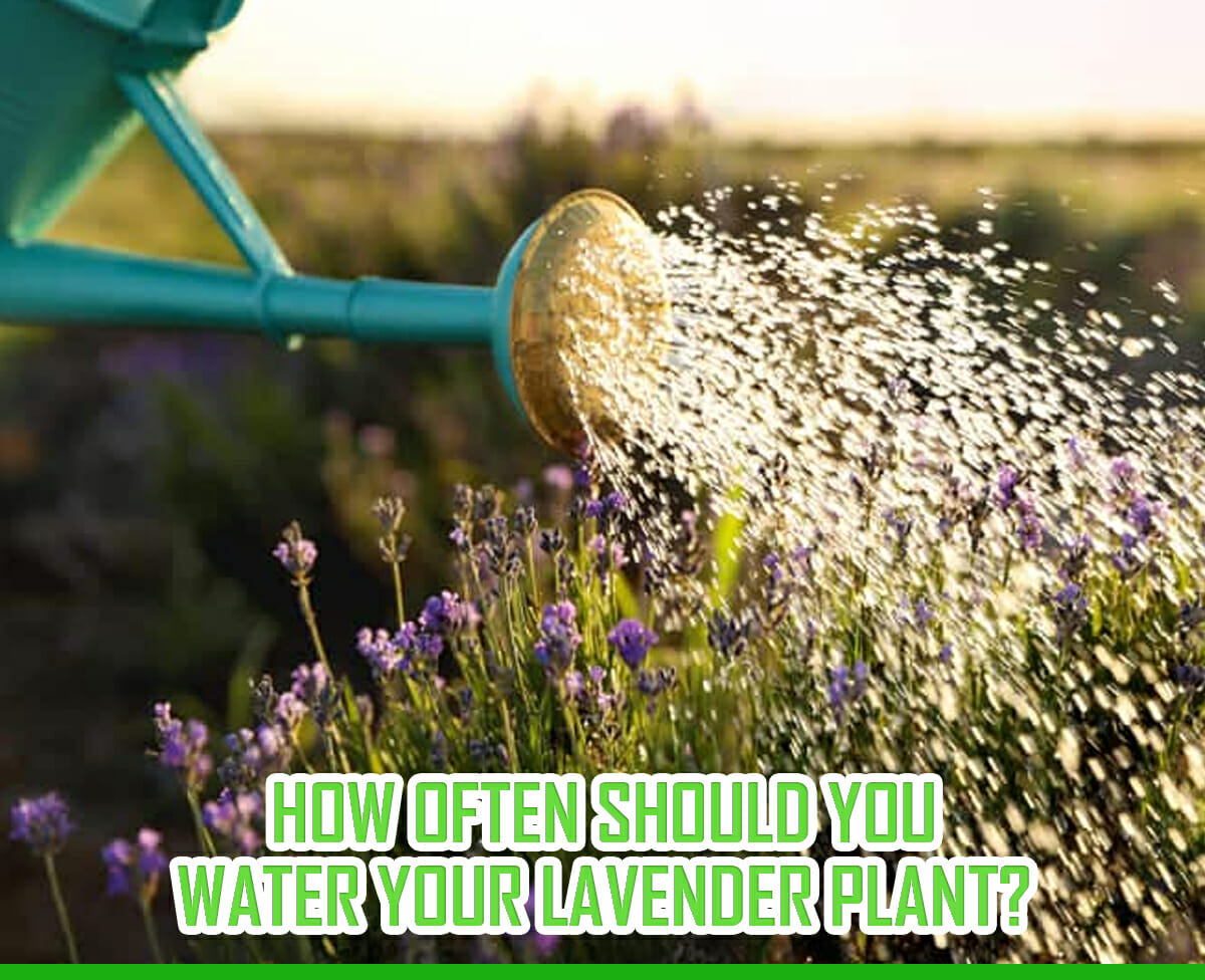 How Often Should You Water Your Lavender Plant?