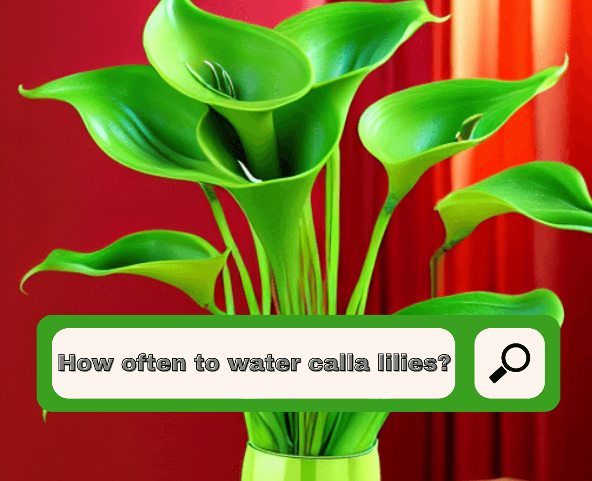 How Often To Water Calla Lilies? Pink Calla Lily Care