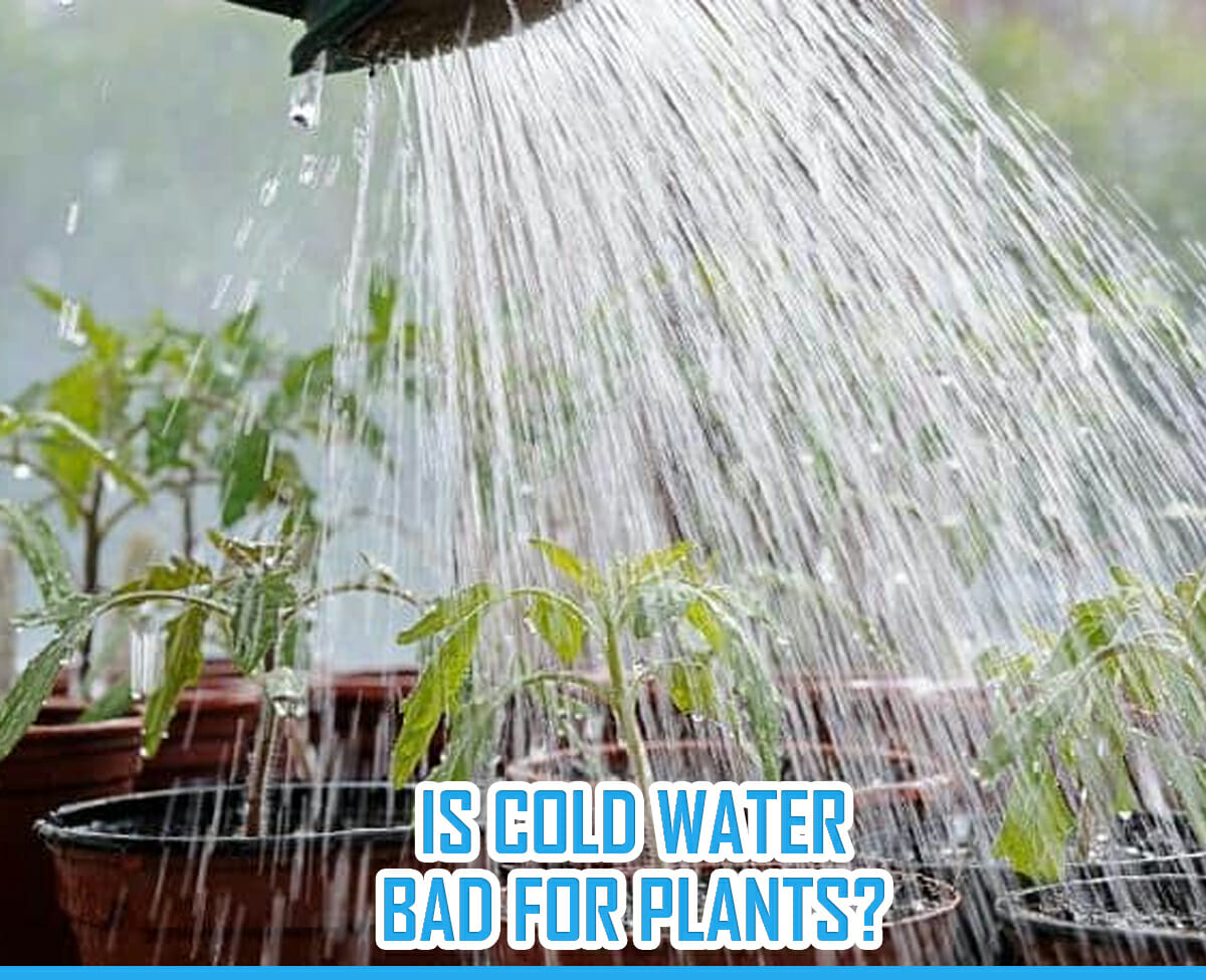 Hot Or Cold Water Which Is Better For Plant Growth?