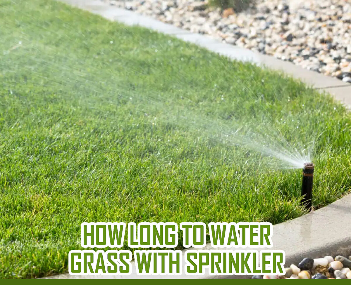 How Long To Water Grass With Sprinkler Guide, Tips