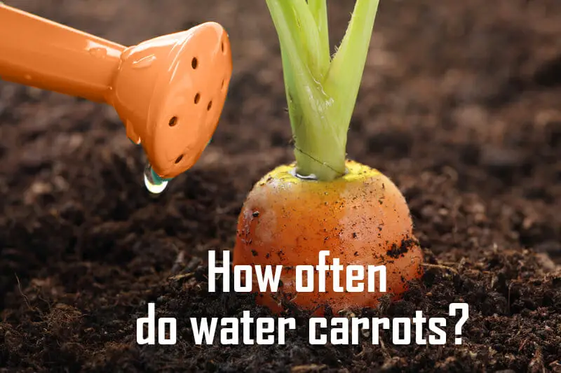 How Often Do Water Carrots Need To Be Watered
