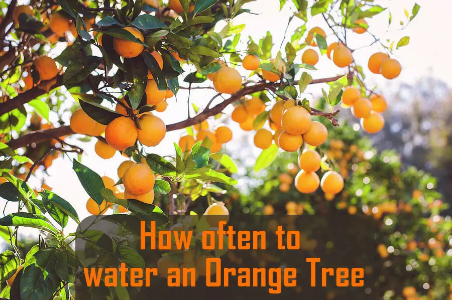How Often To Water An Orange Tree Tips, Tricks, And Requirements