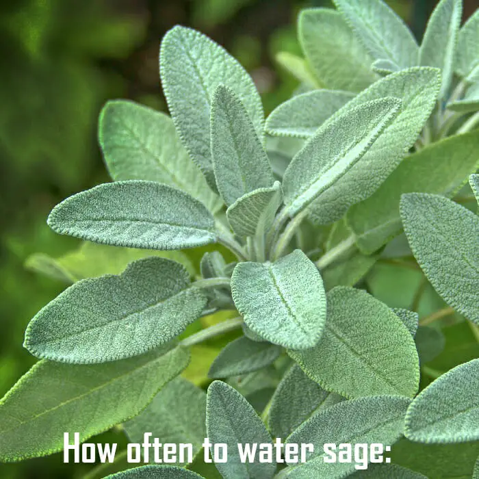 How Often To Water Sage Yellow Leaves Turning, Seedling, Potted Plant