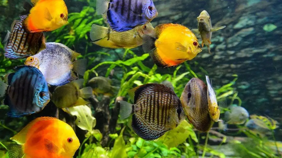 Hardwater-Aquarium-Fish-Species Hardwater Aquarium Fish Species