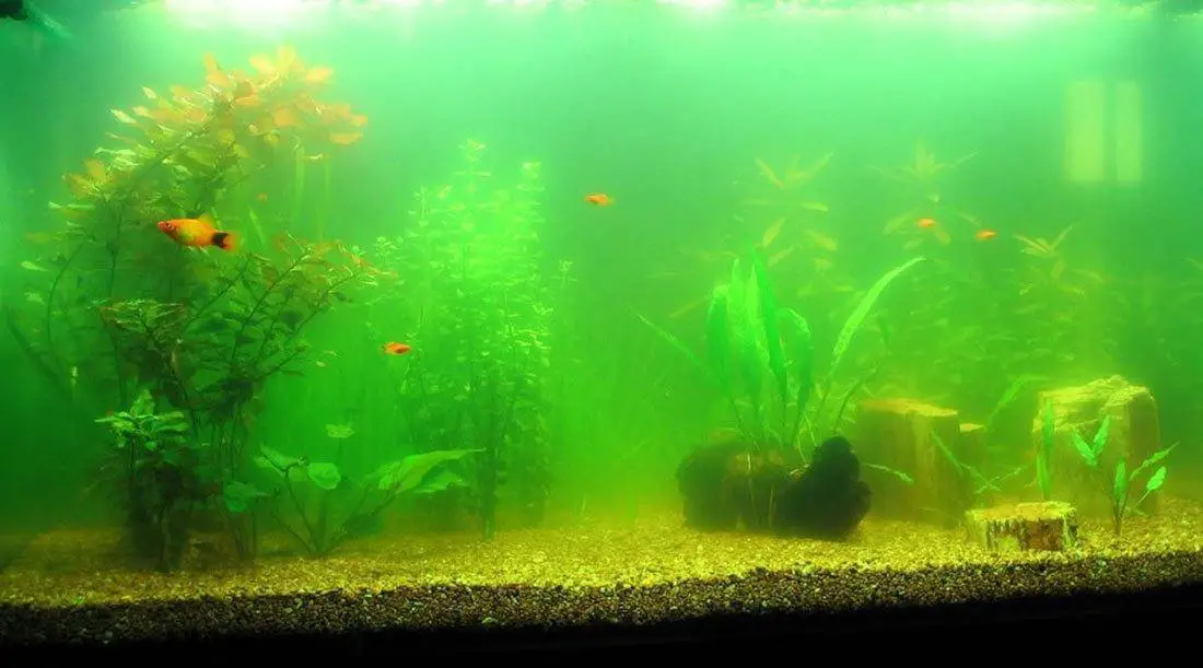 Why-Should-You-Soften-Your-Aquarium-Water Why Should You Soften Your Aquarium Water?