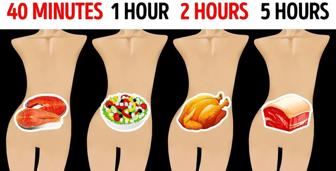 How-Long-Does-It-Take-For-Your-Stomach-to-Empty How Long Does It Take For Your Stomach to Empty?