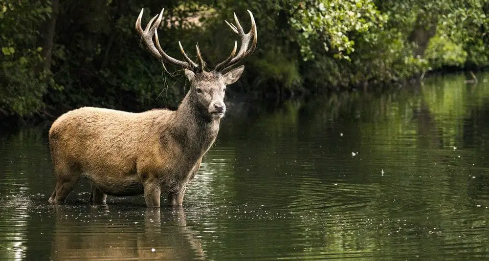 Deer-And-Water Deer And Water