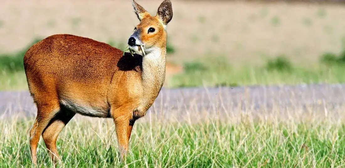 How-do-deer-get-water How do deer get water?
