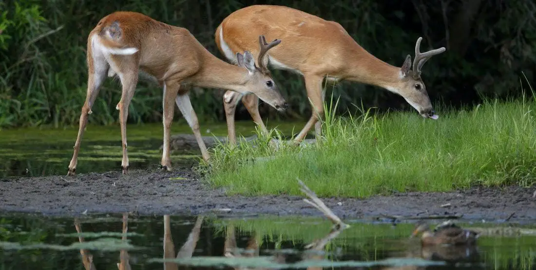 Why-do-deer-drink-so-much Why do deer drink so much?