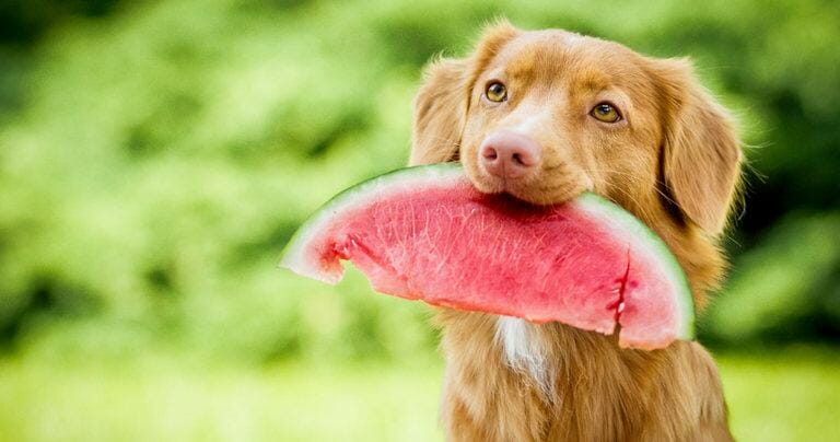 Can Dogs Eat Watermelon? (A Definitive Answer)