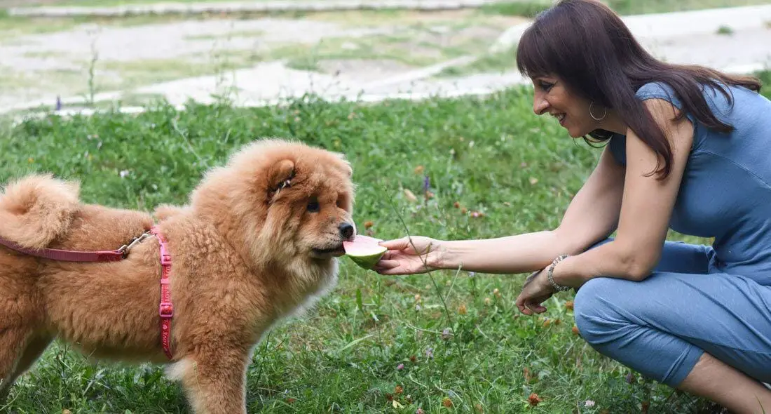 Dogs-are-not-intended-to-eat-watermelon Dogs are not intended to eat watermelon