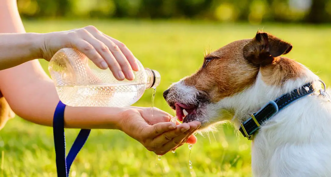 For Dogs Who Drink Less Water Tips For Increasing Daily