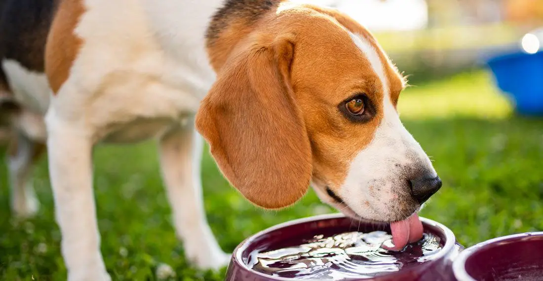 How-to-make-sure-your-dog-stays-hydrated How to make sure your dog is drinking enough water