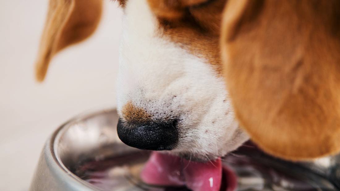 How-to-make-water-more-palatable How to make water more palatable?