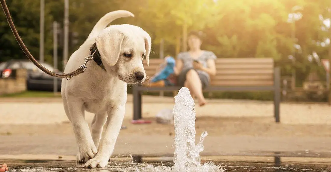 If-you-have-a-large-breed-dog,-consider-getting-a-water-fountain-for-your-dog If you have a large breed dog, consider getting a water fountain for your dog