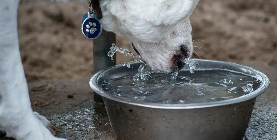 Make-sure-she-has-a-dog-bowl Make sure he/she has a dog bowl
