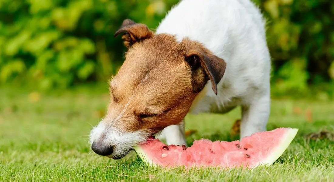 Safe-Ways-to-Feed-Watermelon-to-Your-Dog Safe Ways to Feed Watermelon to Your Dog