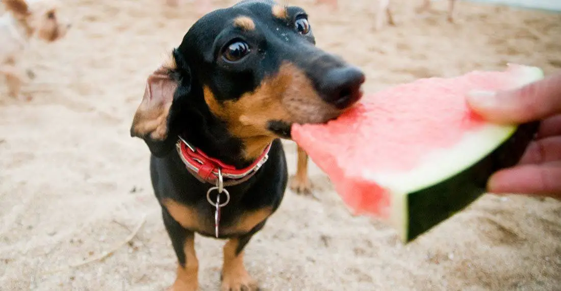 Watermelon-can-be-dangerous-for-dogs Watermelon can be dangerous for dogs