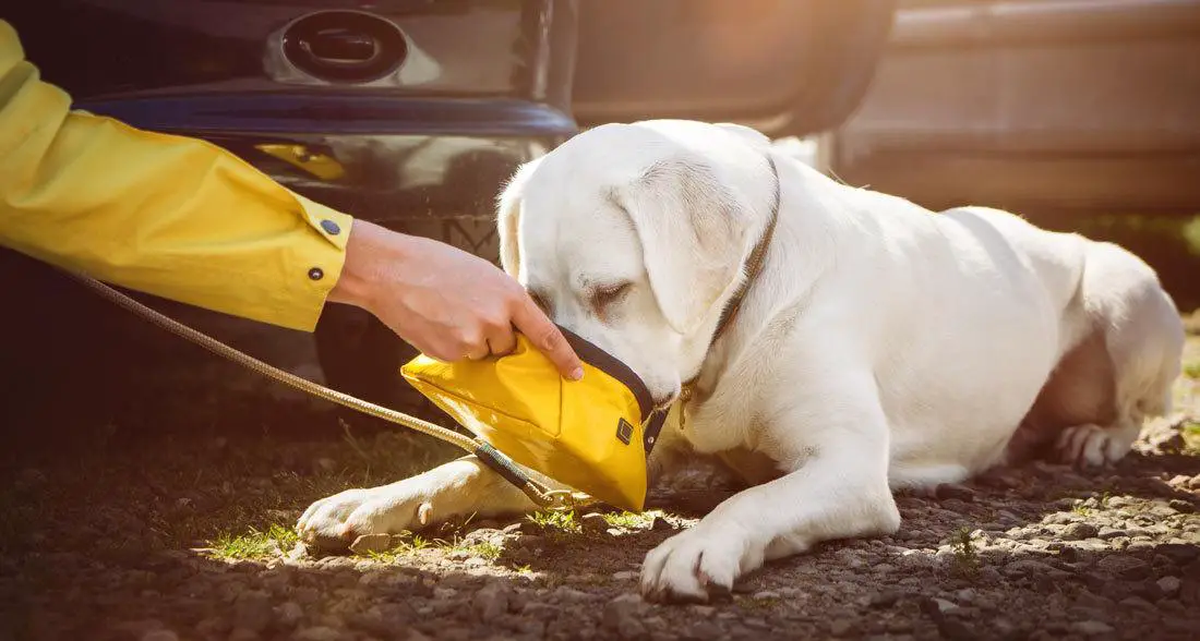 Why-is-it-important-to-increase-your-dogs-water-intake Why is it important to increase your dog’s water intake?