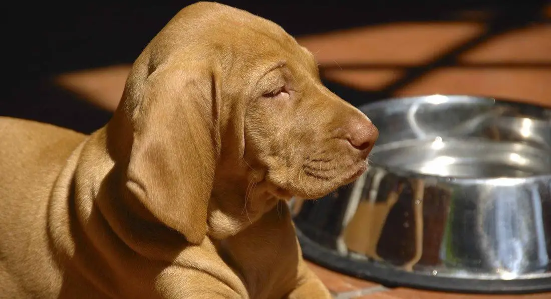 Why-might-my-dog-not-want-to-drink-water Why Might My Dog Not Want To Drink Water?
