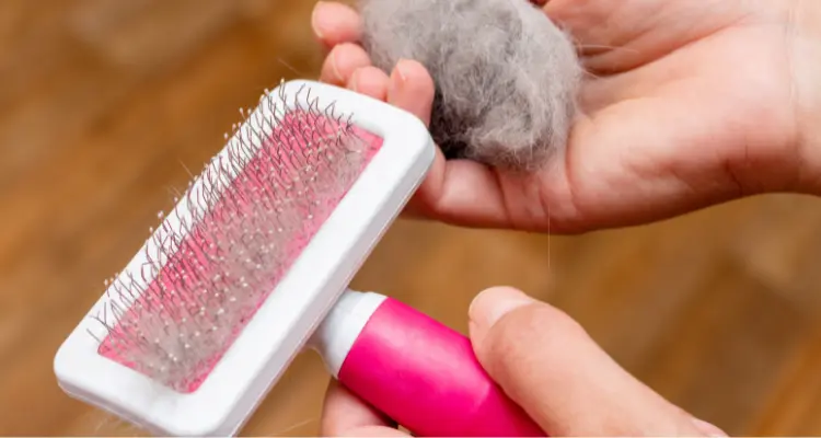 How to clean an area rug by removing pet fur