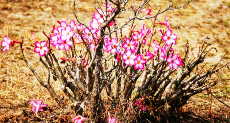 What if I underwater desert rose