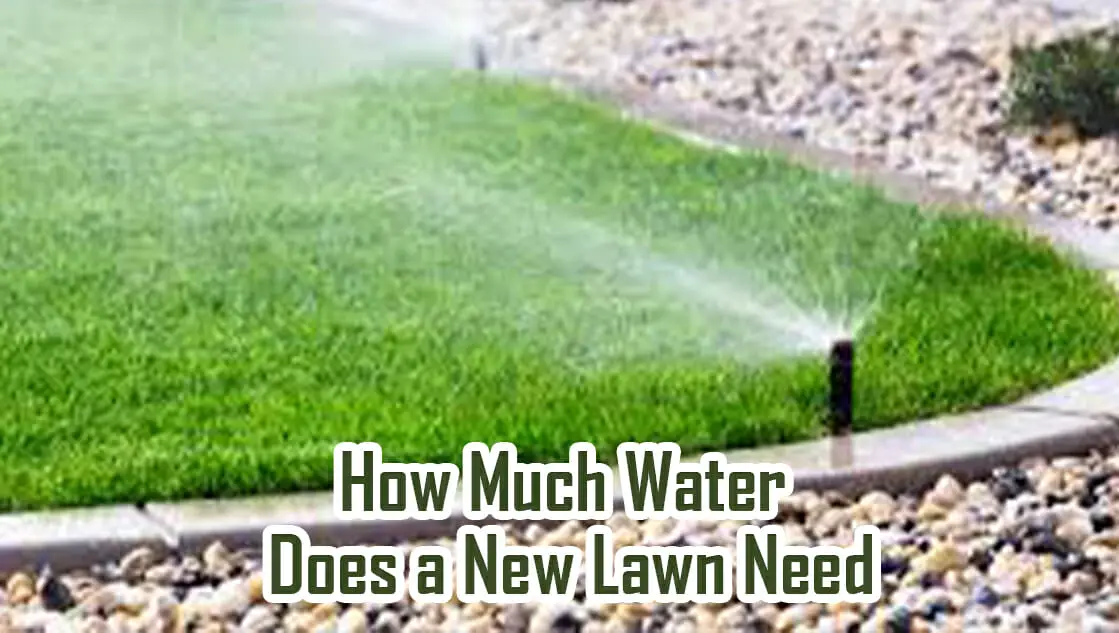 How Much Water Does A New Lawn Need? Tips For Watering New Grass