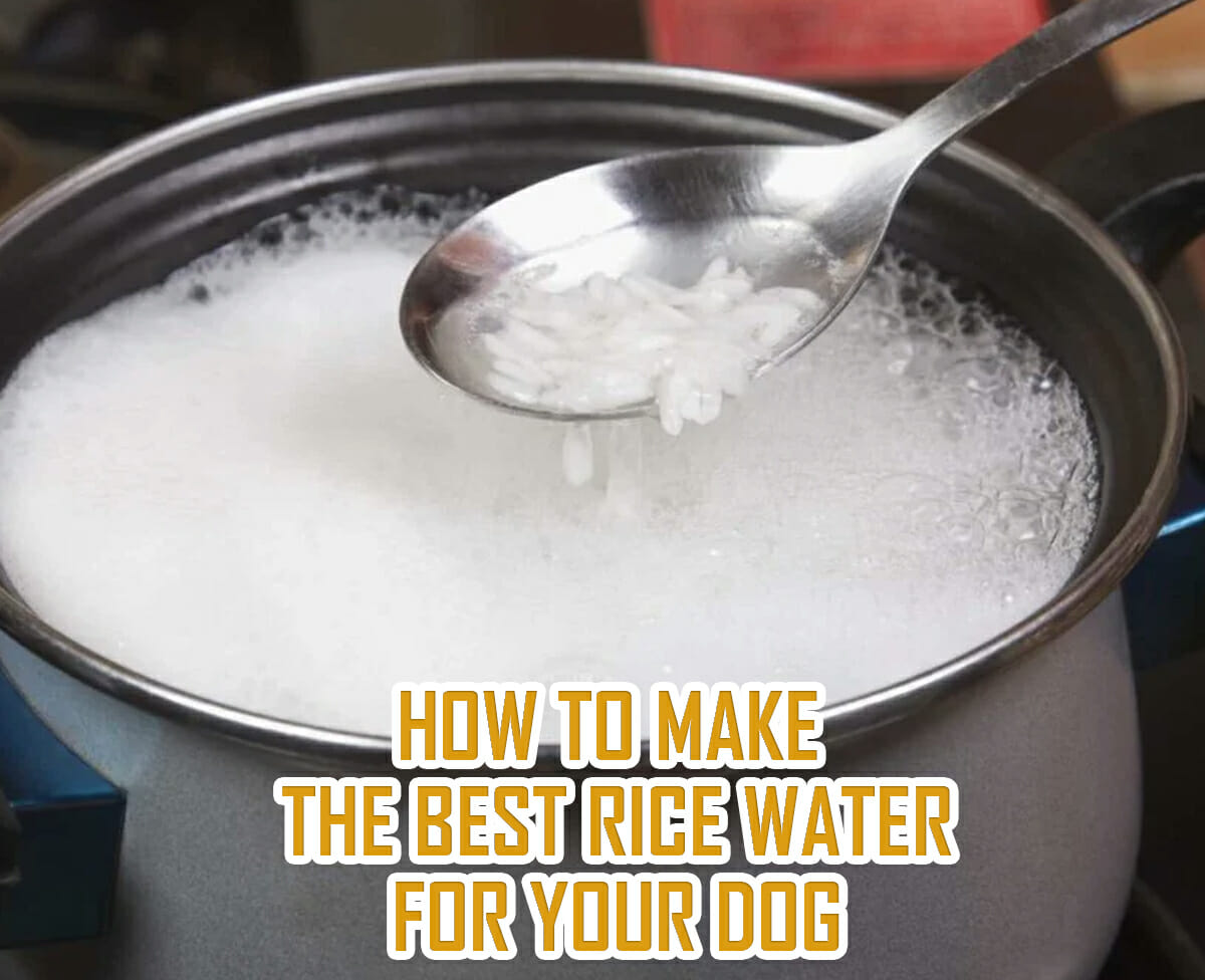 How to make the best rice water for your dog (to help with diarrhea)