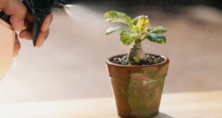 What are some common problems with flowers in pots_ What are some common problems with flowers in pots?