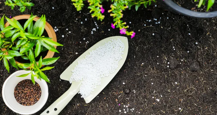 What are some tips for fertilizing flowers in pots?