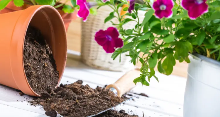 What type of soil is best for flowers in pots?