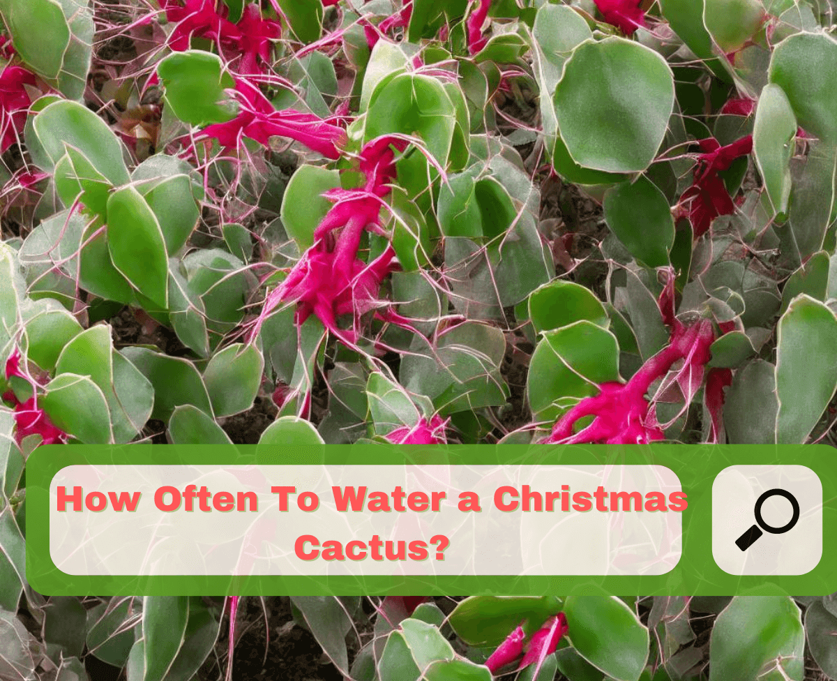 How Often To Water a Christmas Cactus? Everything You Need to Know